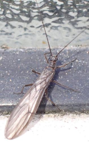 Capnioneura mitis